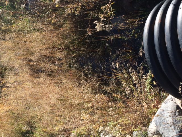Back in the northeastern corner of the lake, the creek is still flowing. The lake is refusing to give back the gains in lake level made this year. Yay!