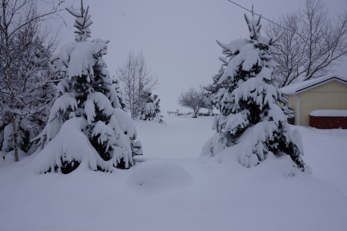 Snow. You could almost set your clock by it. The calender flipped to Winter and BAMM! Six inches followed a few days later by eight inches. The six incher was the wet and heavy kind. The eight incher was of moderate water content. The lake level could be up come Spring!
