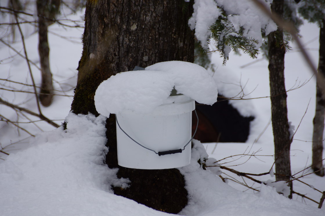 ZOMBIE WINTER extended tapping season for another week. 