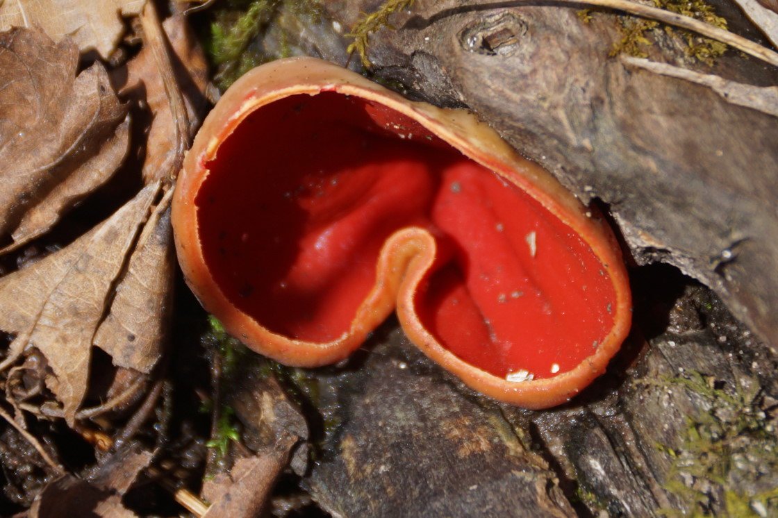 On the weekend, it got warmer. Plants and strange fungi began to peek out from the forest floor..