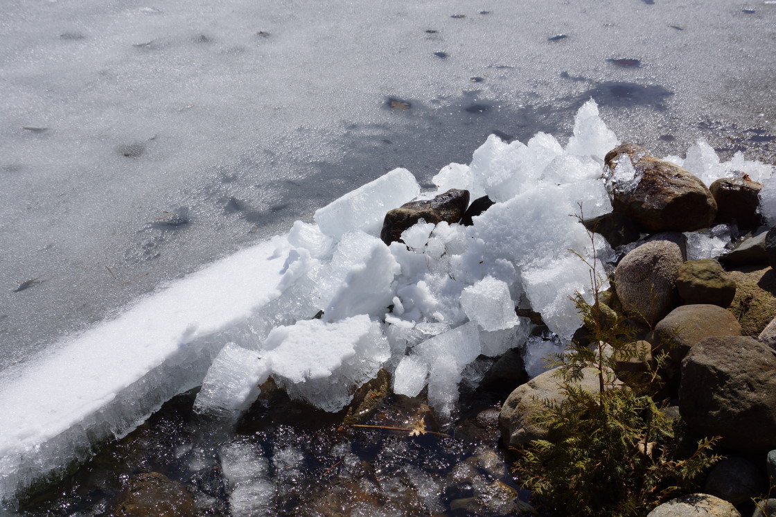 The lake ice is still around but wounded. Strong winds on Sunday pushed some of the more rotten stuff into the rocks on the northwest shore.
