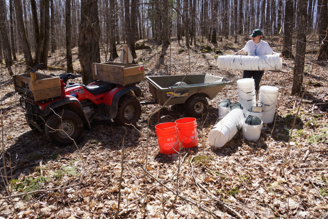 The only evidence of tapping that remained in the woods were some ATV tracks and 370 tree holes.
