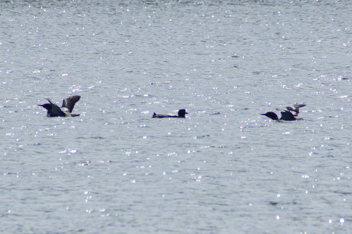 Loon fight!