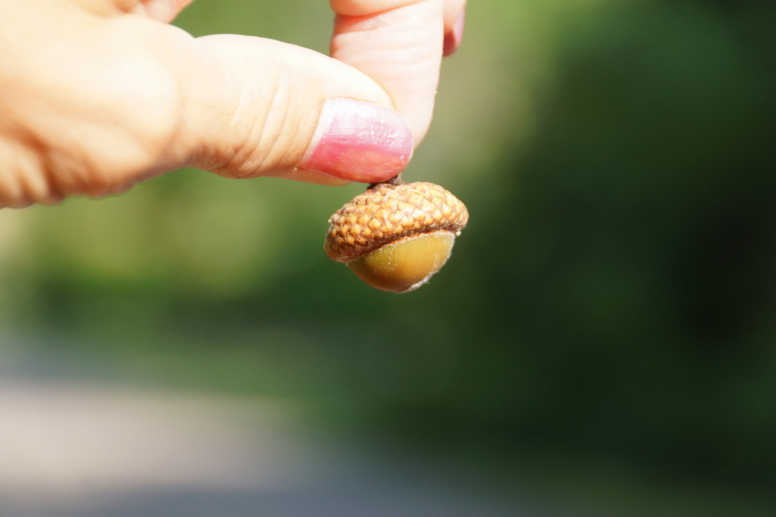 The acorns are growing into their hats but will not be included in this year's Footstock swag bags. It's just too early.