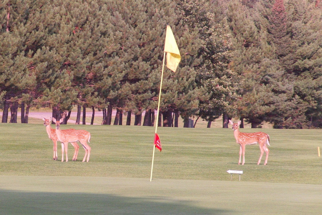 The fawn hazzards on the 5th hole at NCC only need go about 35 yards north to graduate to hood ornament.