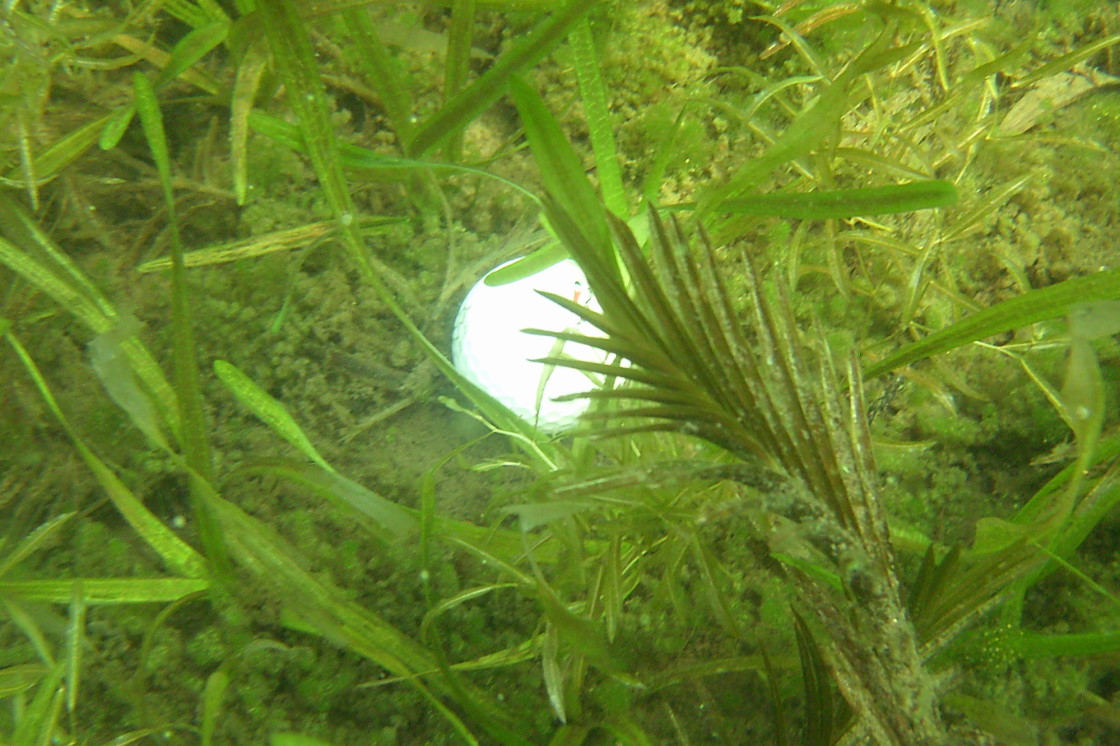 There were lots of golf balls to be recovered from the lake bottom. The water has been very clear for this time of year with no algae blooms.