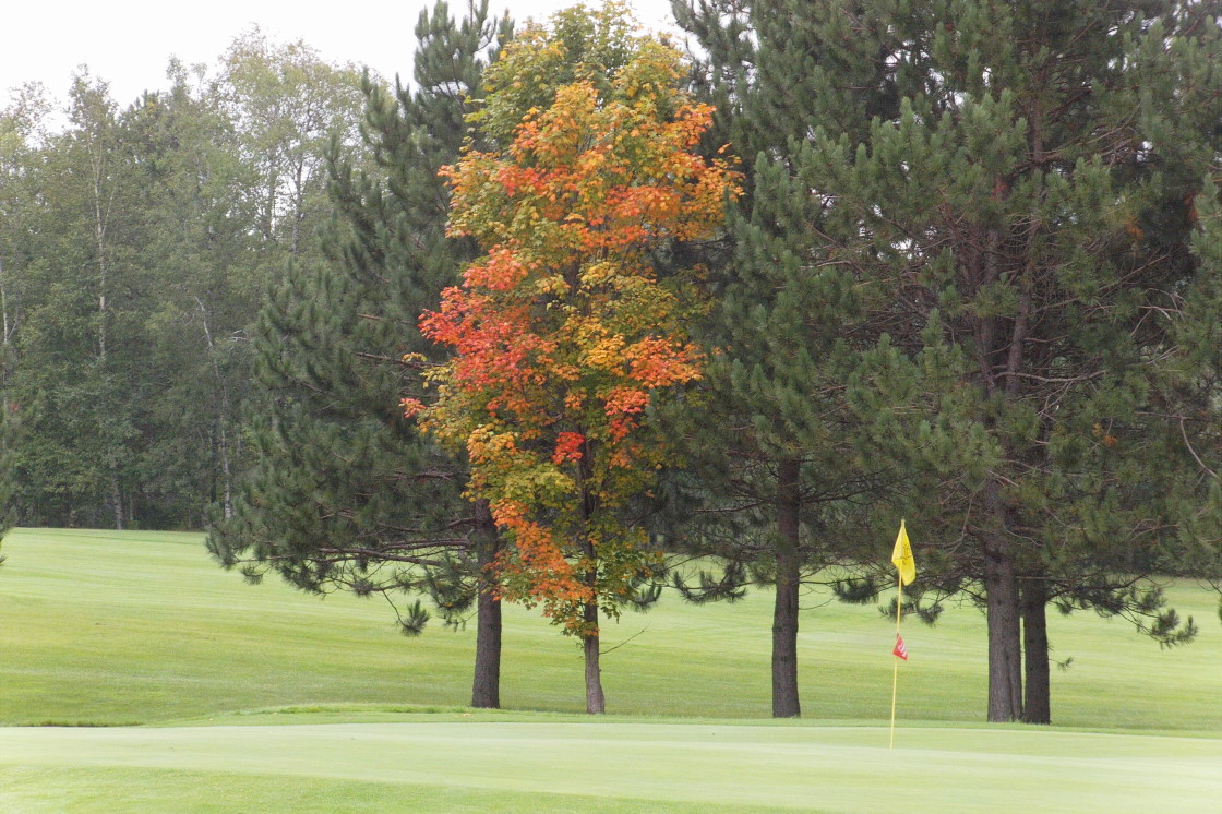 On the golf course, a few of the trees are showing previews of things to come...