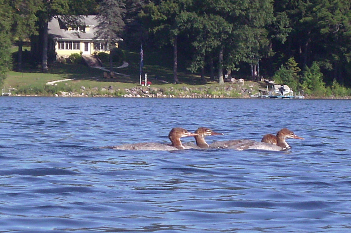 The lake, before Friday, was mostly boat free and mergansered up. That changed Labor Day weekend.