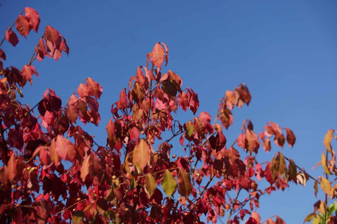 Peak color weekend should be right around the corner. Some plants are on schedule. There are currently some good reds.
