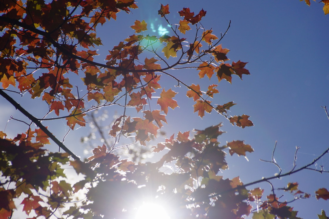 When the sun was up, its light felt a little cooler. Still...no frost, ice, or snow, so yay! And peak color arrived!