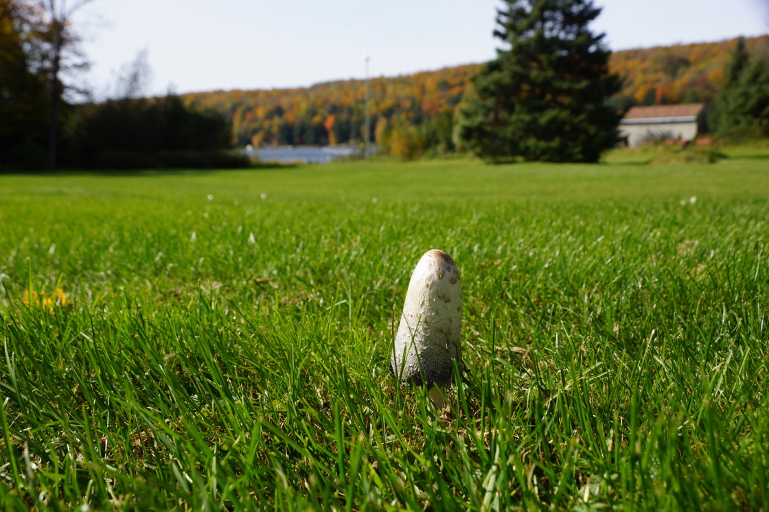 During all the hole making and lamenting, ink caps (<i>Coprinopsis atramentaria</i>) kept popping up through the bar's lawn. You can have them if you want them.