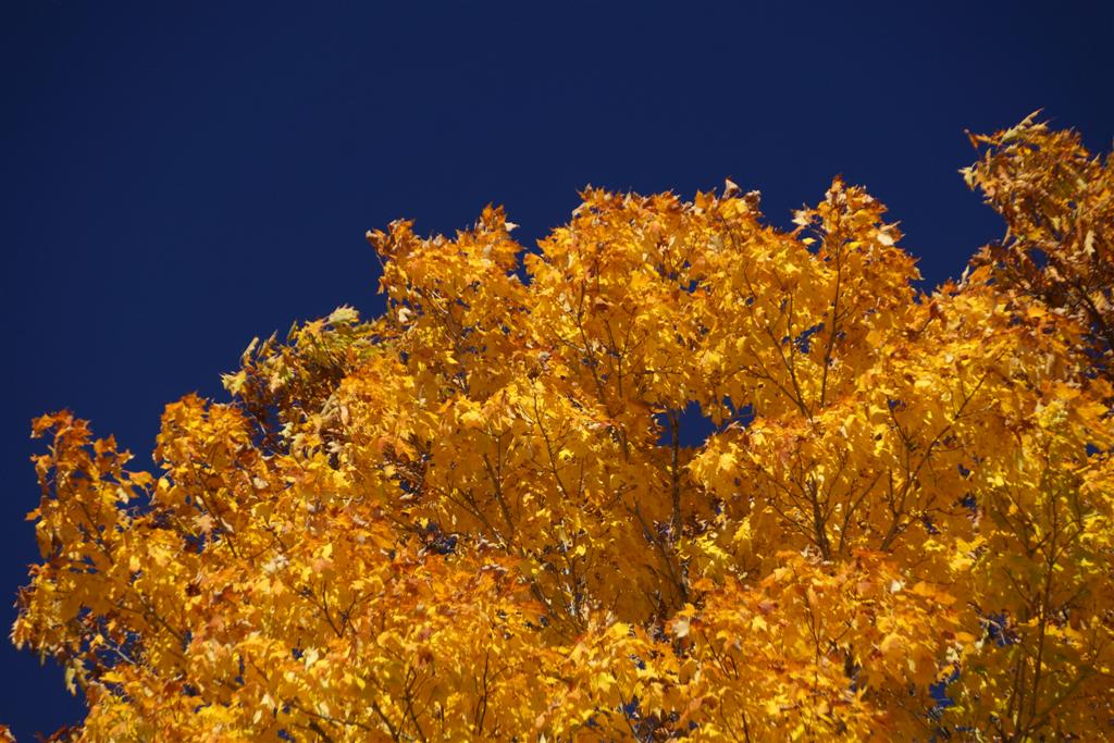 Not much red this year, but the yellows and golds are spectacular.