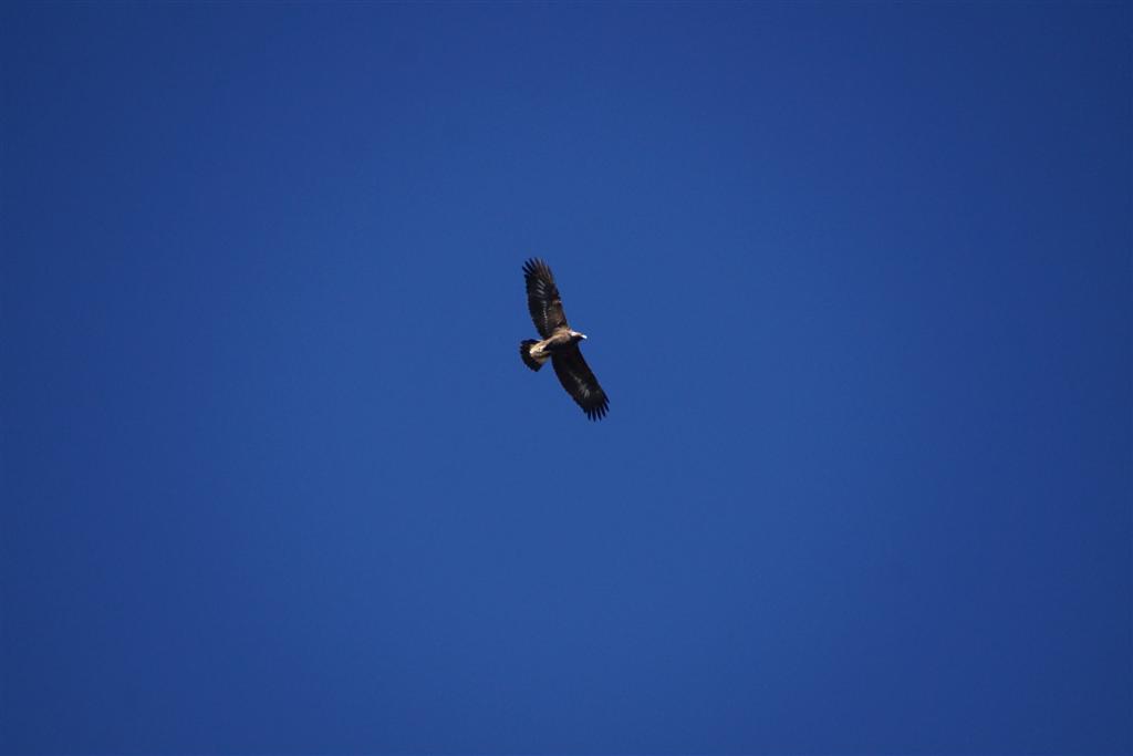 A young eagle hunted the North end of the lake all week.