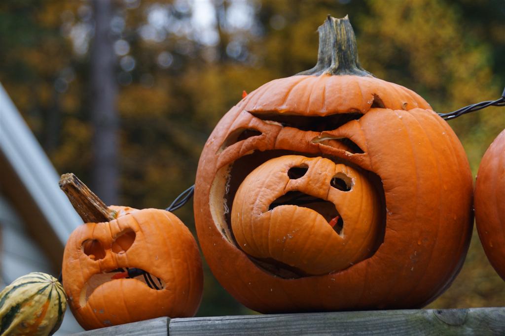 The pumpkins, carved just a week ago, are looking old.