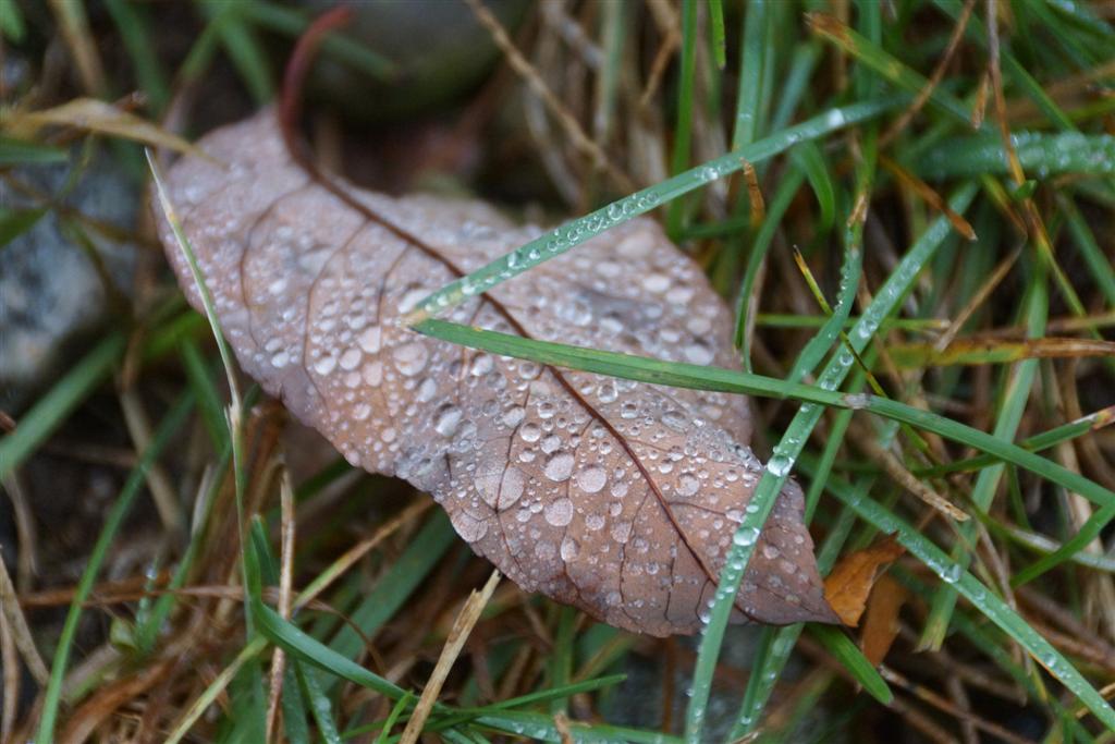 It rained last week. Because we pulled the rain gauges for the season a few days before, we can only estimate the amount. Maybe a half an inch? 