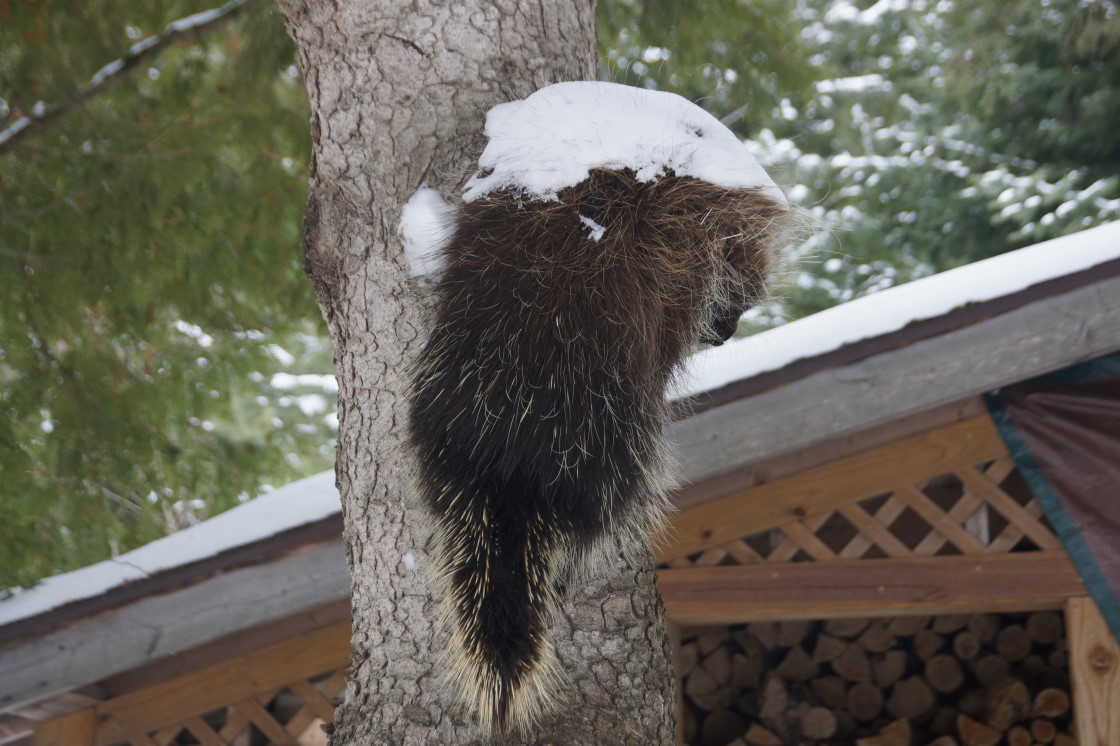 Porcupines eat maples. This one is currently reflecting on the errors of its ways after being asked un-gently (155g bullet at 1175 fps) not to nibble on our maples.