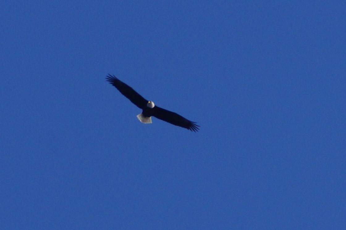 One of the local eagles was eyeing active squirrels last week. The squirrels seemed more grumpy than normal.