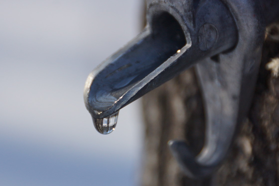 Water with a sugary enchantment was soon filling the buckets. Collecting those drops and boiling them down starts Monday. 
