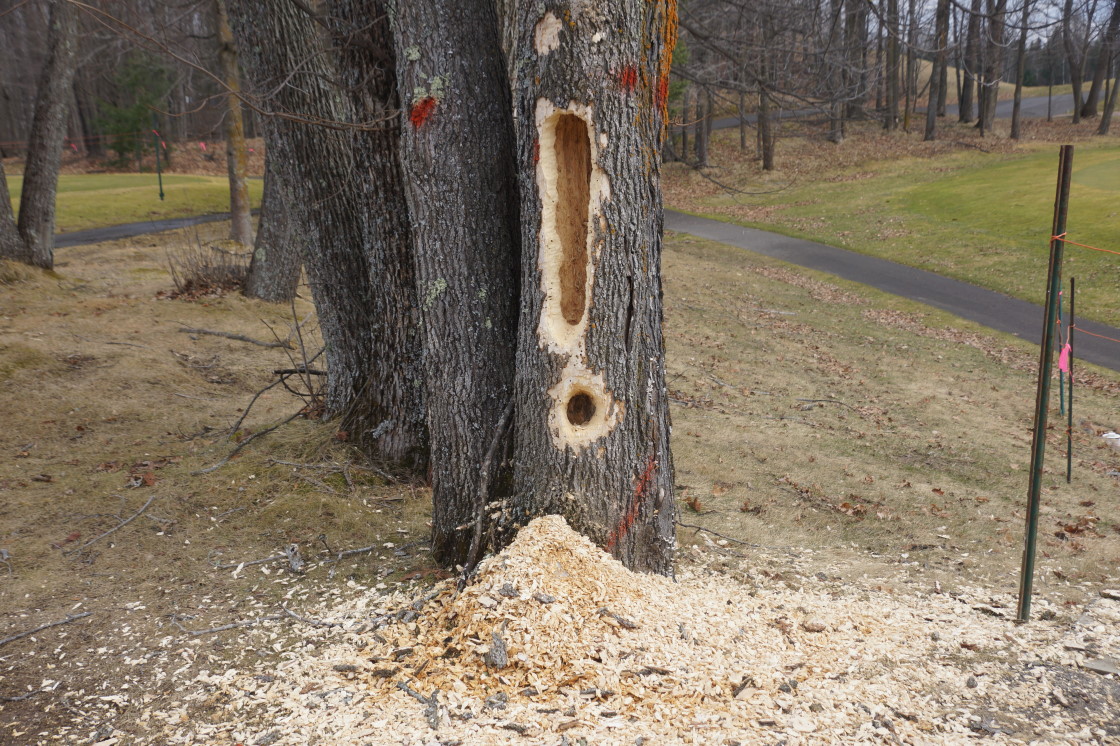 Items of note at the Nicolet Country Club include a tree ravaged by a pileated woodpecker.