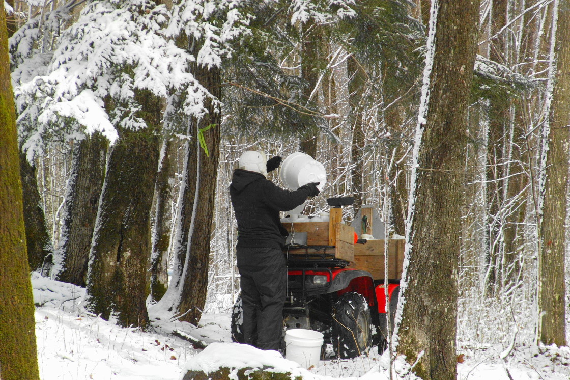 Zombie Winter forced sap collectors from tennis shoes and hatlessness back to boots and mittens. There would be no more golf for awhile.