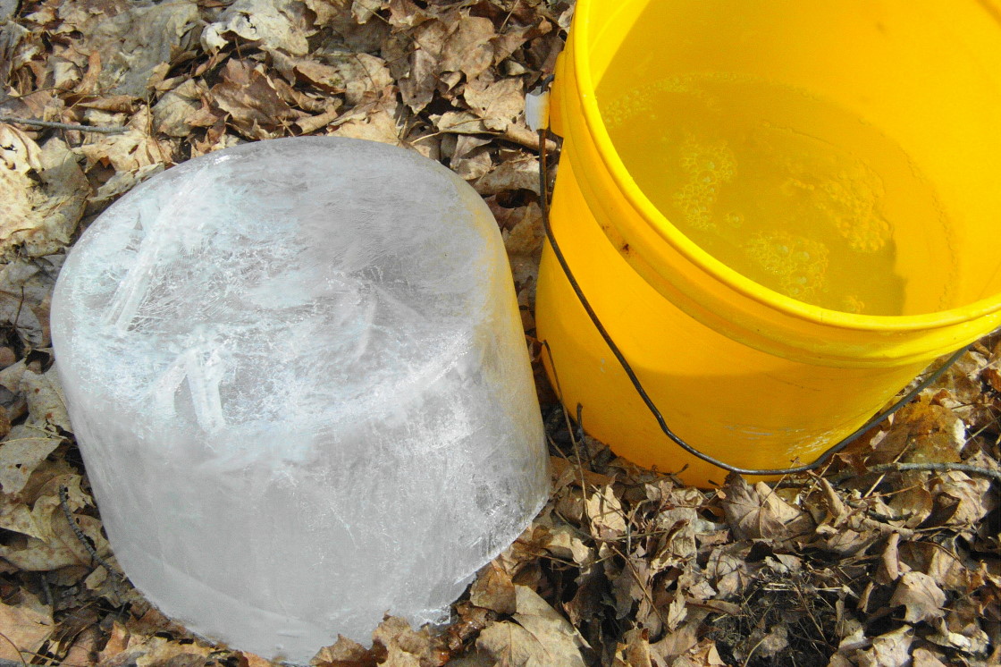 The cold ripened a fine crop of Wisconsin Coconuts. To harvest this maple-y fruit, the collector punches a hole or two in the icy "husk" and pours out the juice. Harvesting sap in this manner is slow, but at least there was no snow to impede the trek from tree to tree.