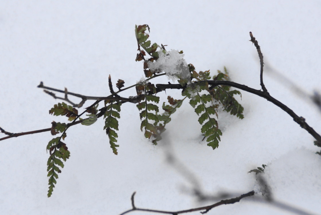 Some of the green that was the forest floor managed to stay above the white menace. Most did not.