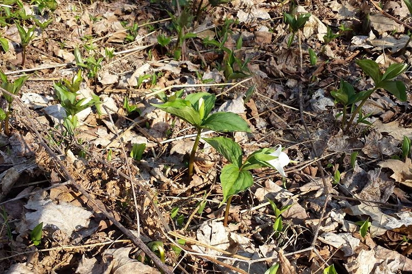 Closer to the lake shore, the trillium are coming up!