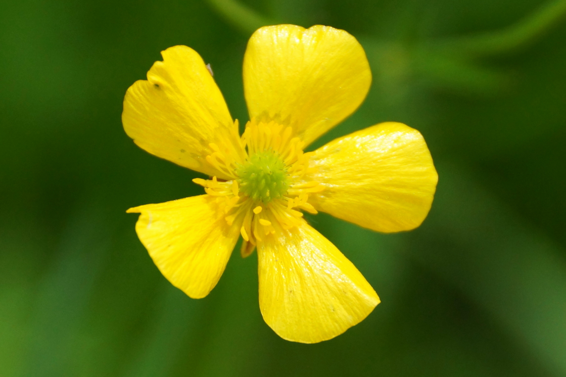 Green isn't the only Summer garnish color. A second wave of blooming autotrophs are spilling out of the woods and onto the shore.