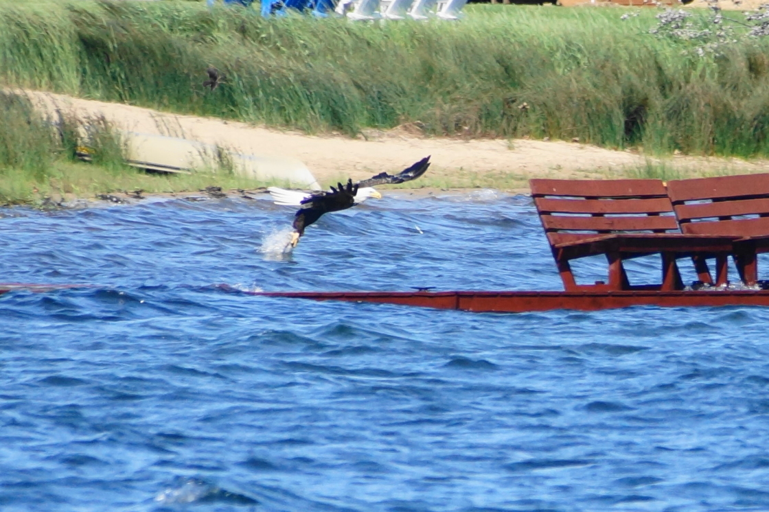 The fishing has been good. There are reports of big walleye being caught on the South end of the lake and the North end has been good for fish you might want to catch and eat in a tall tree.