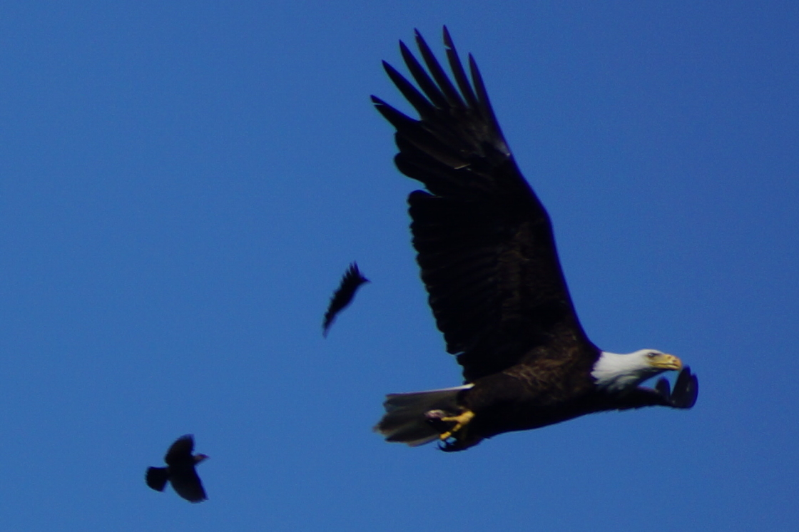 Finding a peaceful tree to munch on a finny treat was not to be due to a couple of smaller, jerky types. The fisherman and feast was last seen flying to trees on the Southeast shore.