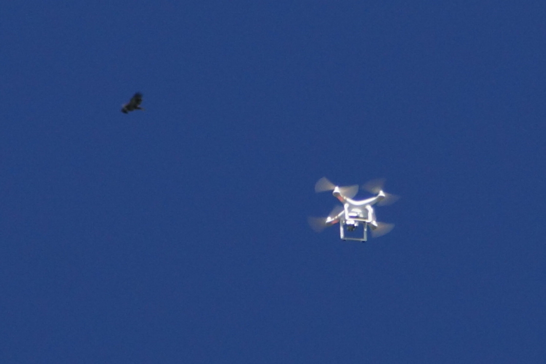 By contrast, the eagle and the drone shared the sky without either one bugging the other.