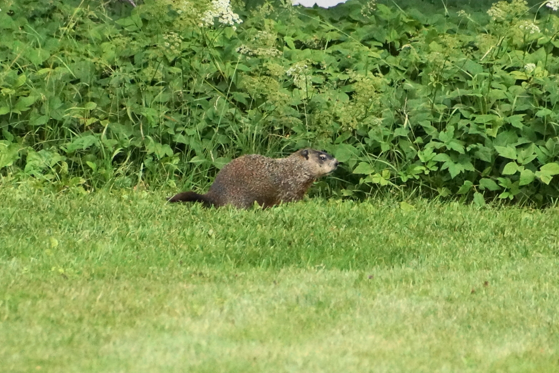 Plus there was a whistlepig! (aka ground hog, aka wood chuck) While smaller than a bear and less likely to make a deer like dent in a car, nonetheless whistlepigs have made "The List" due to their small part in extending 3 of the past 5 Winters.