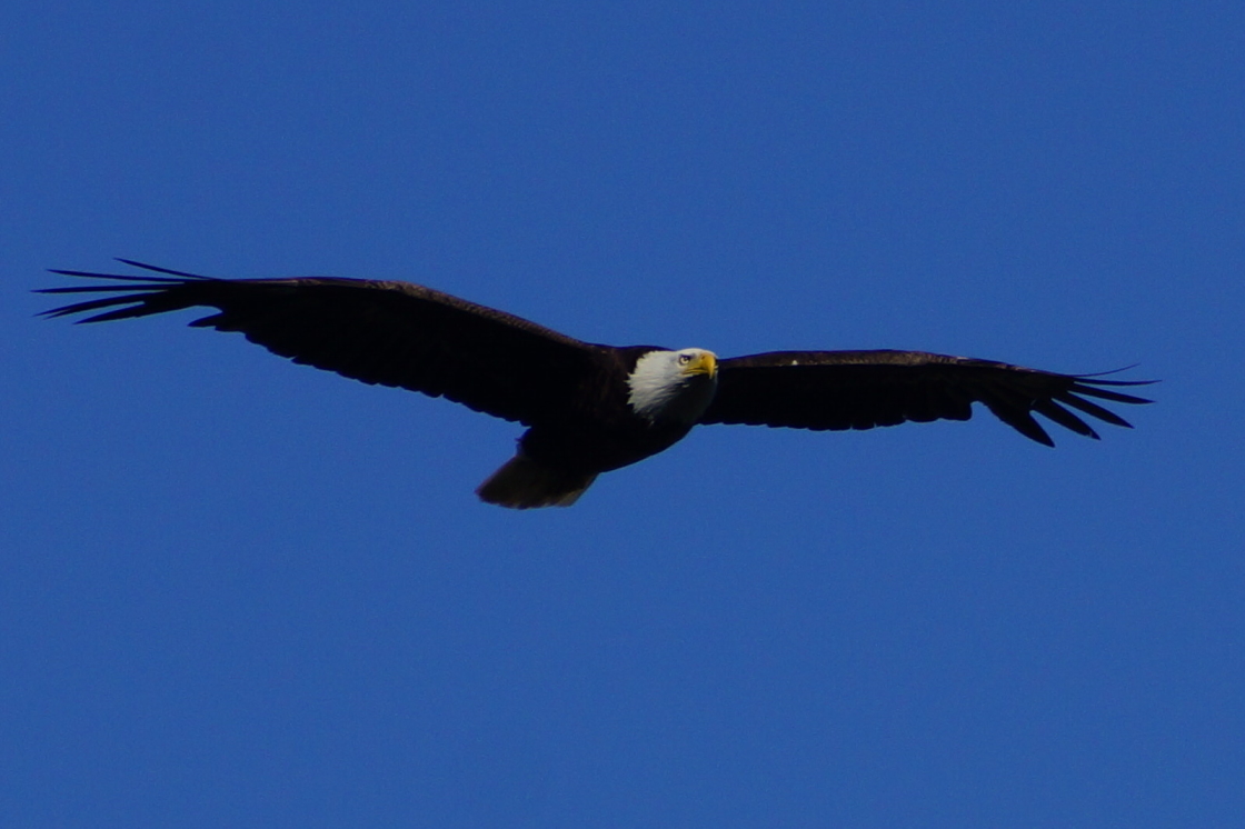 An eagle has been winning staring contests with local fish all week.