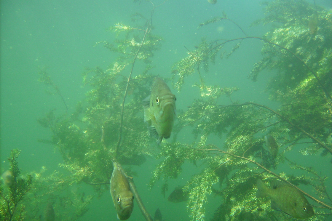 The fish are active. And Curious. If you dive down, grab on to something and remain still, they fin over to you and start a staring contest. The fish always win because, under the lake, gills beat lungs.