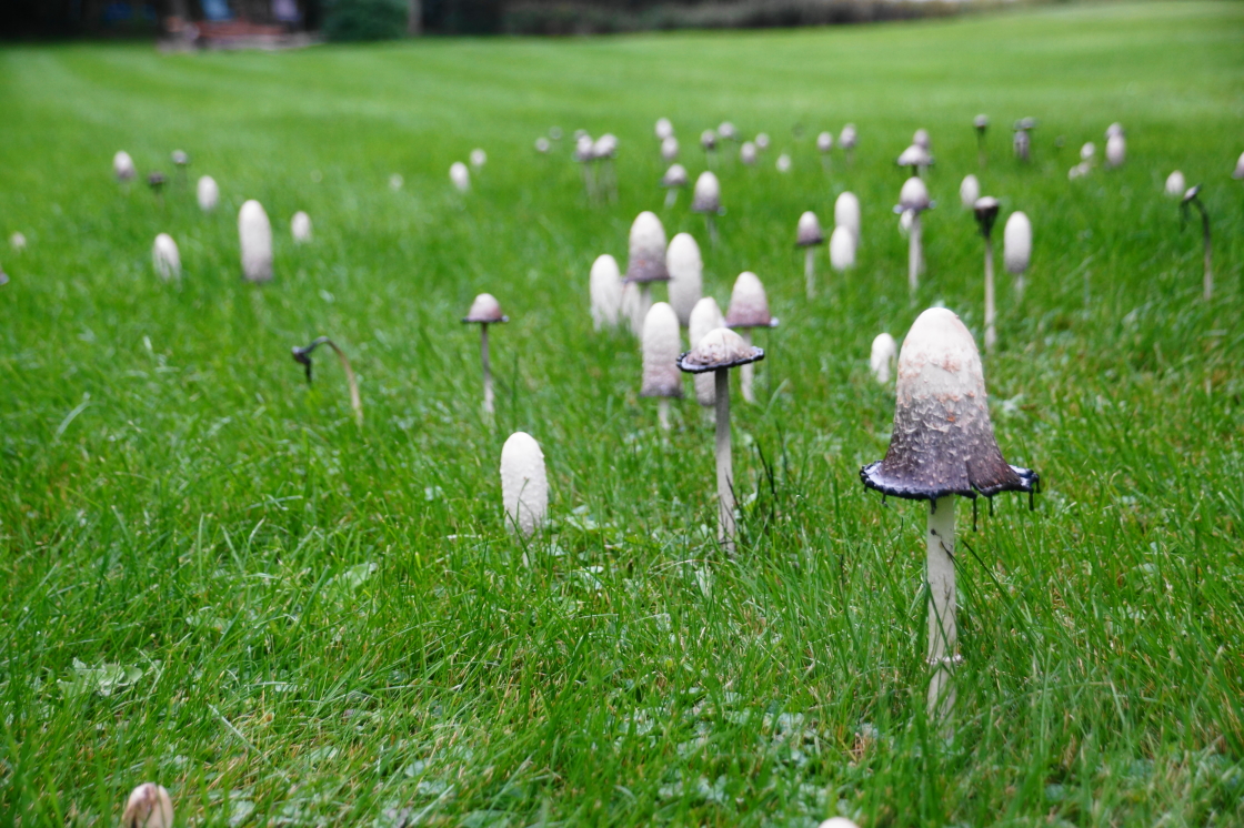 Mushrooms! The bar's ink cap patch popped up early last week during the wet.