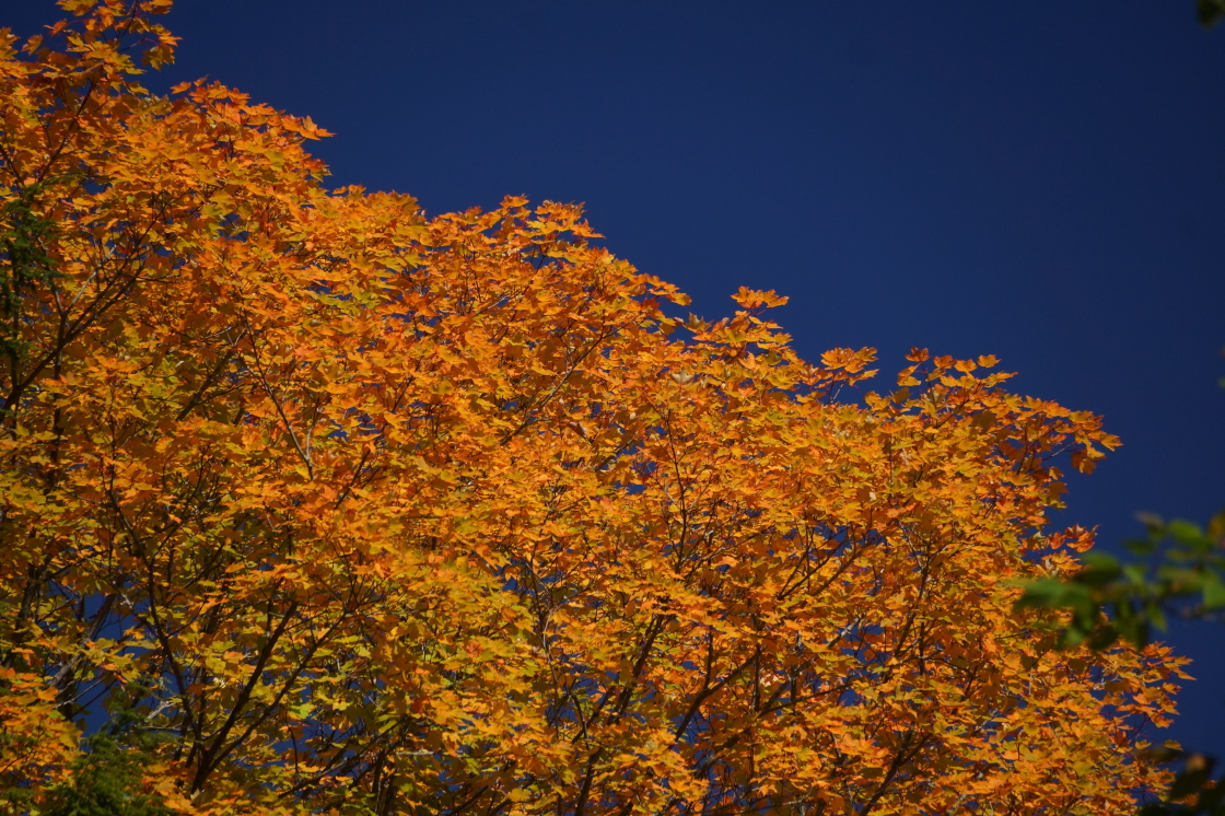 Last weekend is normally when the trees attain peak color. Some trees are following the long held tradition. Others are holding on to their green.