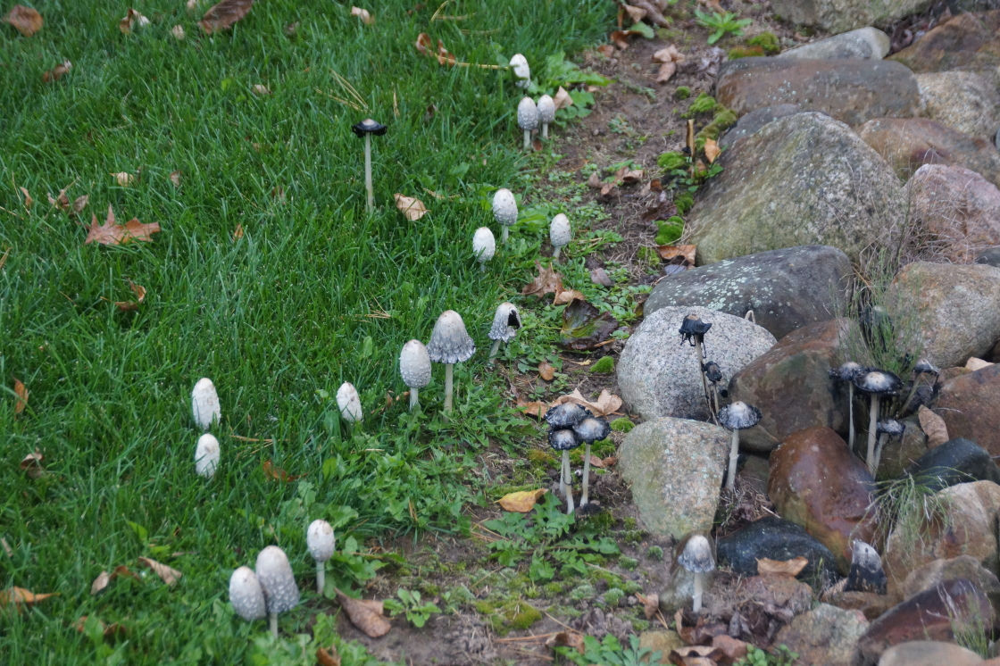 As quickly as they appeared, many of the patches were gone by the weekend. Some by natural processes, others got mowed