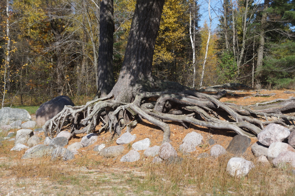 The lake is going to need a few more feet of rain before the water reaches the tree of many roots. Think two more years.