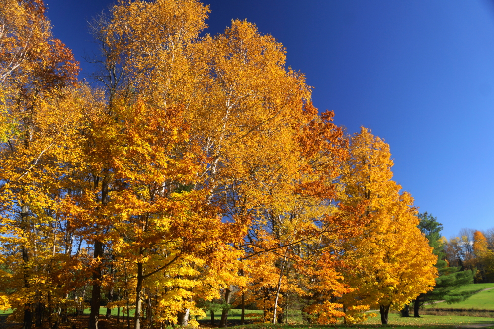 Through it all, some trees held their color until the weekend.