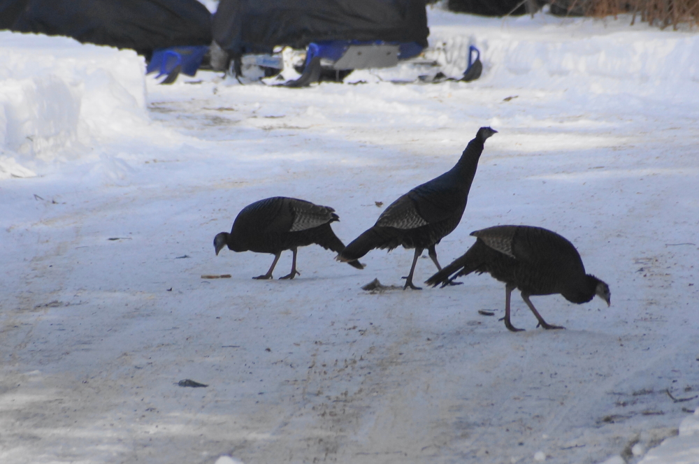 The flock of wild turkeys continues to gobble about the North end of the lake.