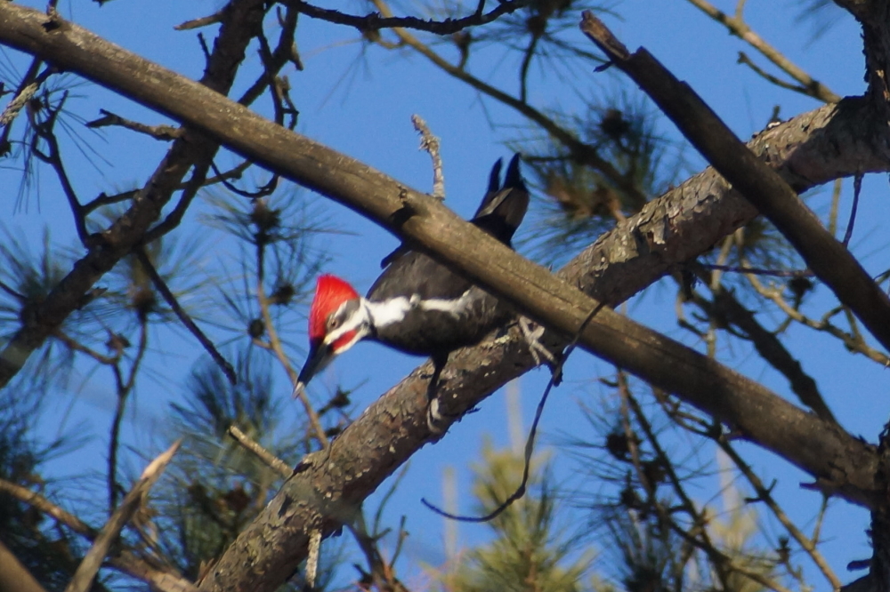 Some turkeys were roosting in the pines. This was not one of them.