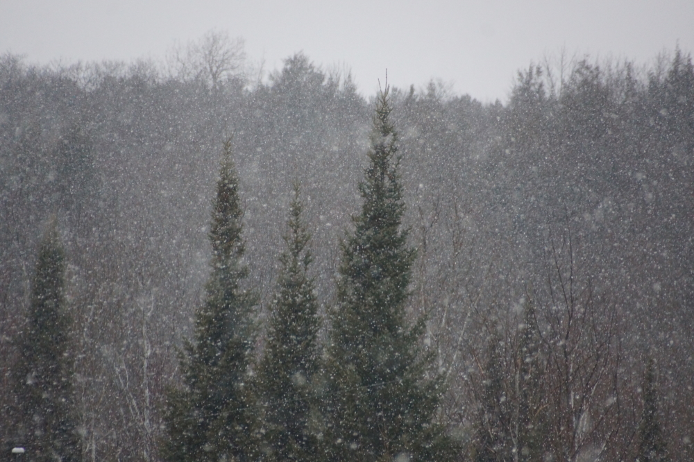 Later in the week, some of the predicted rain got all fluffy and frozen. It was a cold, white reminder that this was still January.