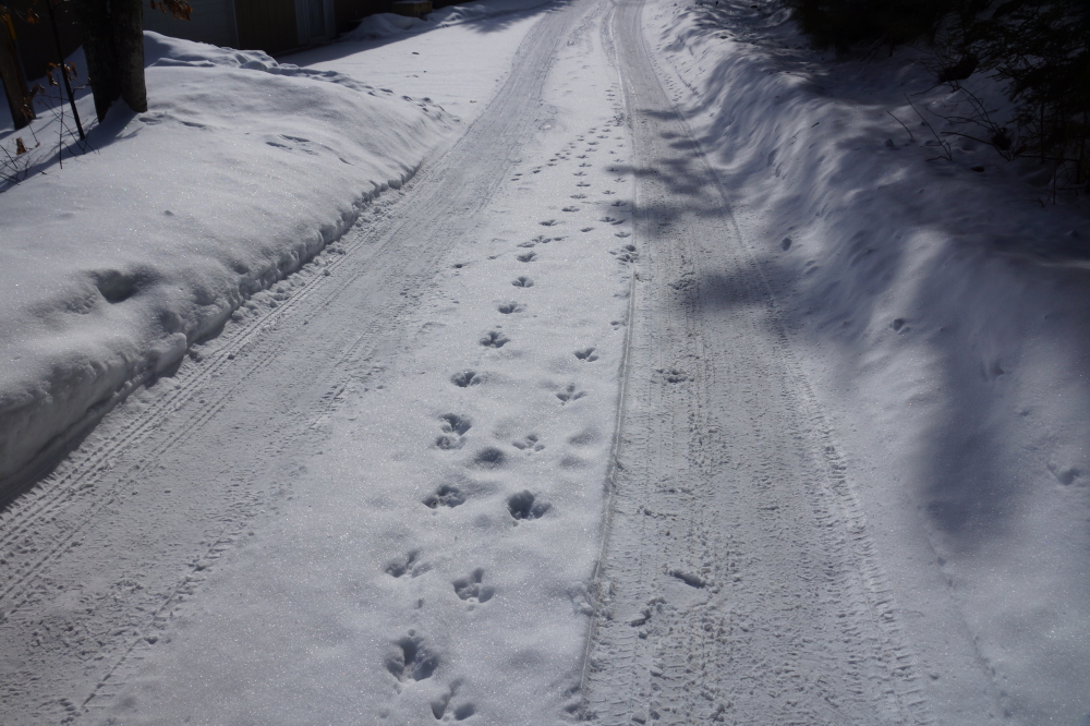 Ask any wild turkey and they'll tell you the best footing is in the middle.