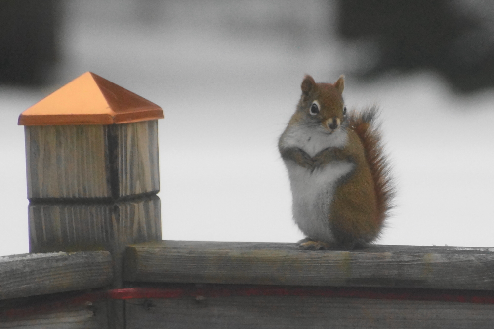 A local bird feeder bandit tried to go unnoticed by acting like a deck post. It would have been more likely to pull off the urban camouflage if it had a little copper hat.