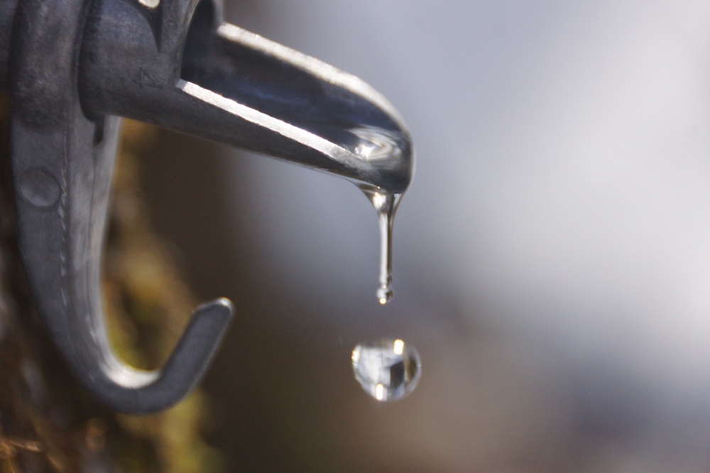 The maples cut loose. The first sap runs of the year are generally a gradual thing. They usually start off slowly, crest over the tops of the buckets two or three weeks later, and then end with the budding. This year started off by going full April on us.