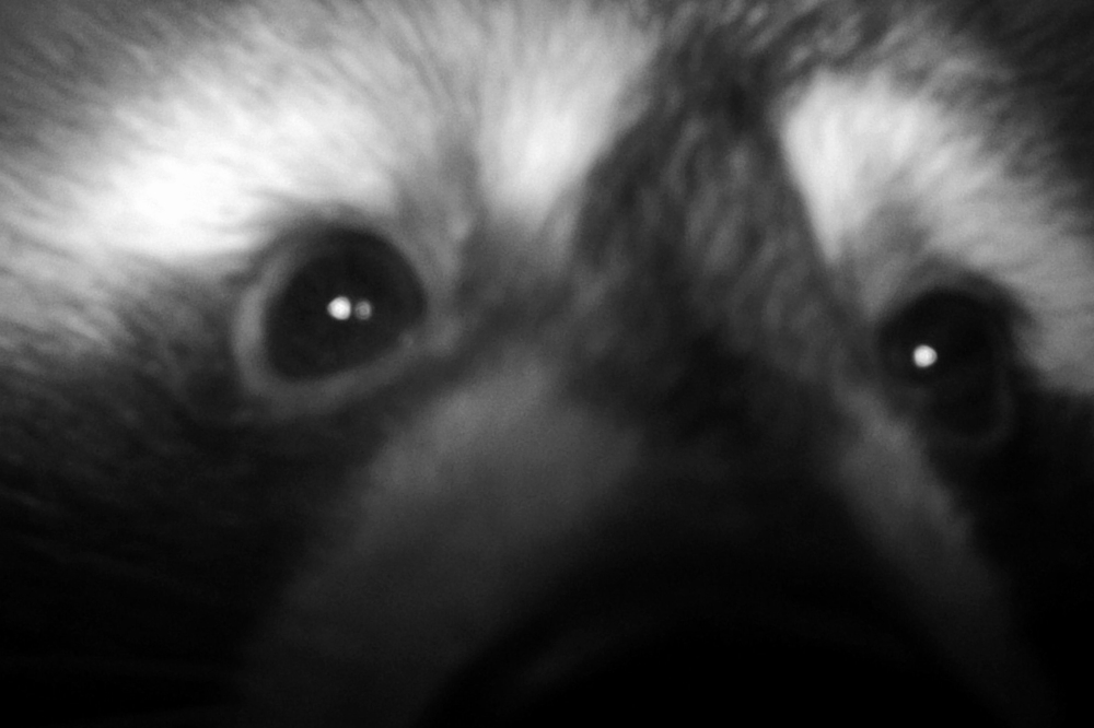 Don't ask how that went. It never occurred to us that the red eyes would cause Bucky to mate with the camera. We are expecting a litter of iPod nanos in a few months.