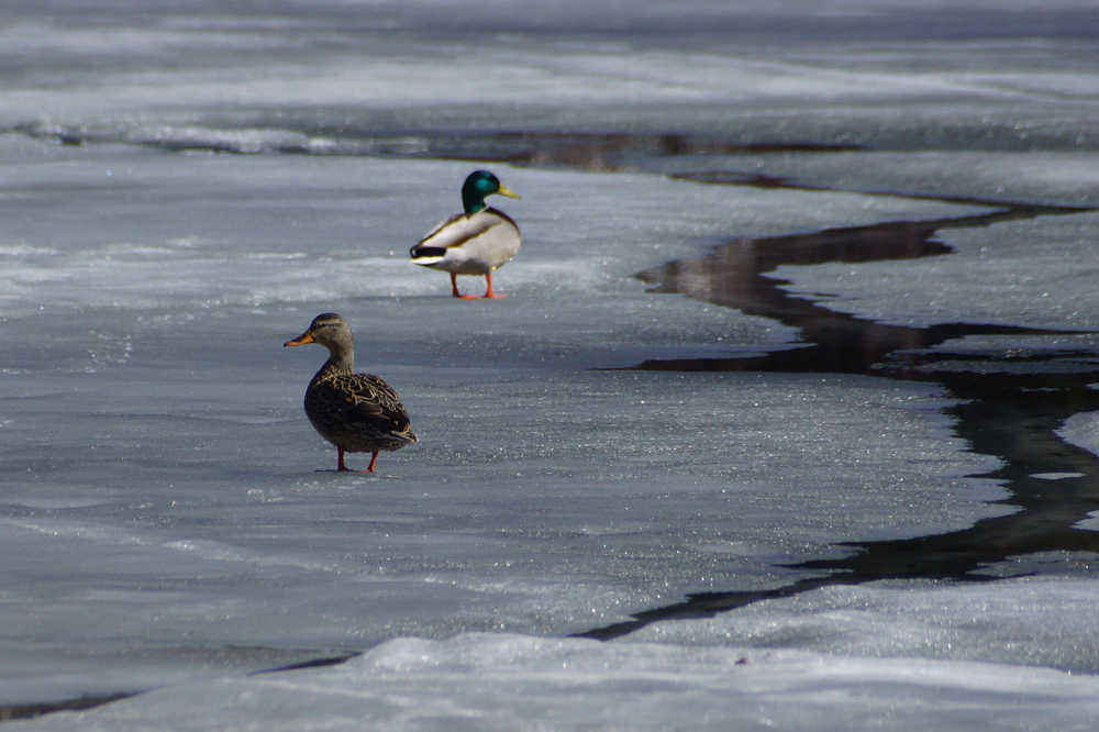 By midweek, there was some speculation about the thickness and nature of the remaining lake ice. No one wanted to be the first this year to accidentally go swimming, so the best we can say is that it was strong enough to support two ducks.