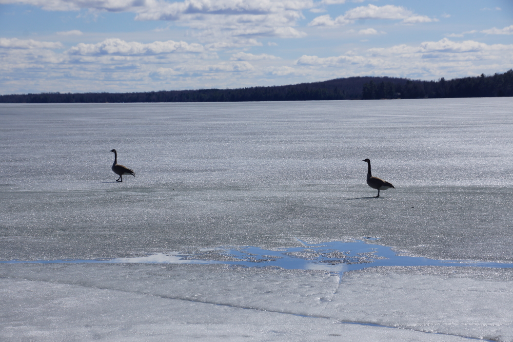 A short time later the ice strength was upgraded when it was observed that the main sheet covering the lake could support two geese.
