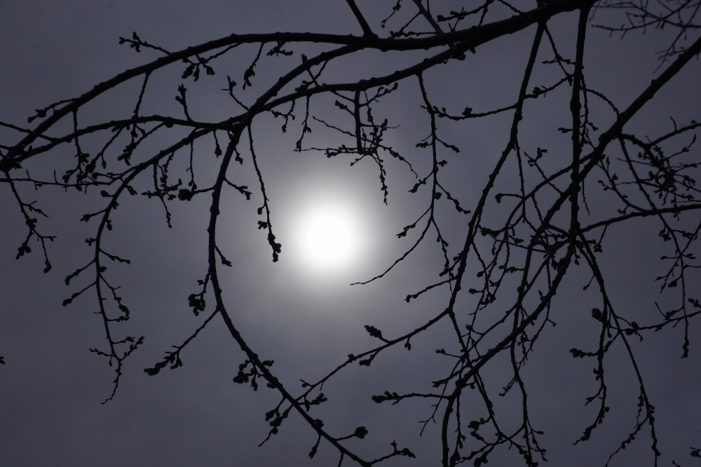 The trees are budding, the maple syrup season is ending, but not before one last run.