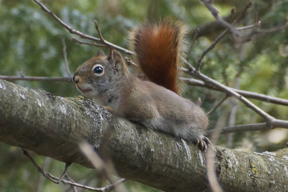 When asked if it wanted to try a ski run, a local squirrel clamped onto a branch and stared at us in nutty silence. Clearly, no.